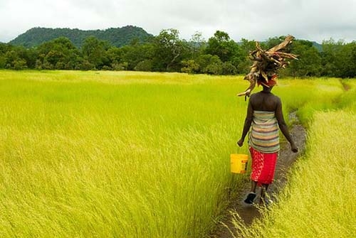 La Société de développement agricole et industriel du Sénégal 120. 000 hectares en 2018