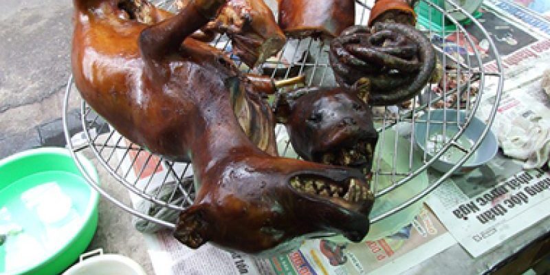 Italie : des migrants nigérians cuisent un chien – les italiens réagissent