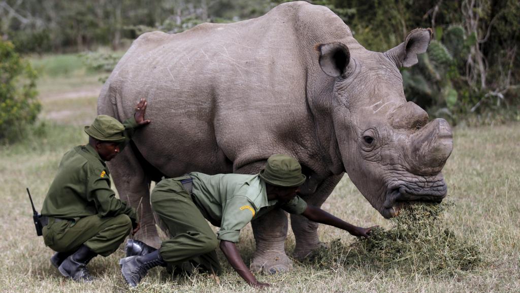 Kenya: Sudan, le dernier rhinocéros blanc mâle du Nord est mort par euthanasie