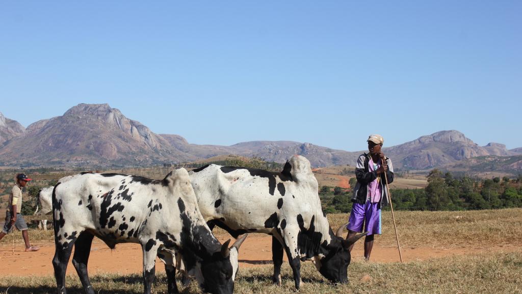 Afrique: Quand les vaches d’un ancien président créent la polémique