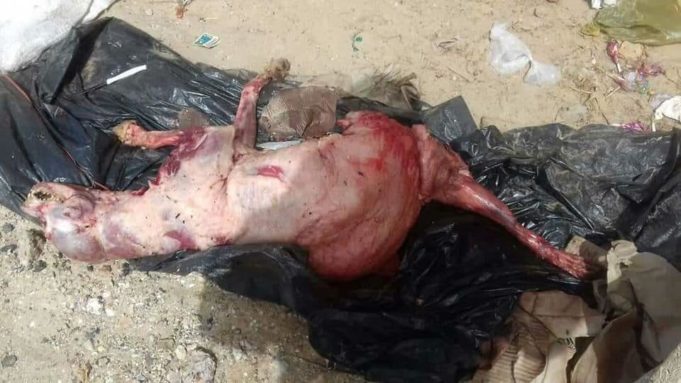 Des bouchers arrêtés en train de dépecer des chiens et des chats