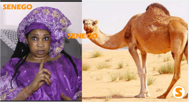 Audio – Elimination du Sénégal – Selbé Ndom »Sou nguène ma djoxone guilème gui da nguène xam ni lépp deugg la… »