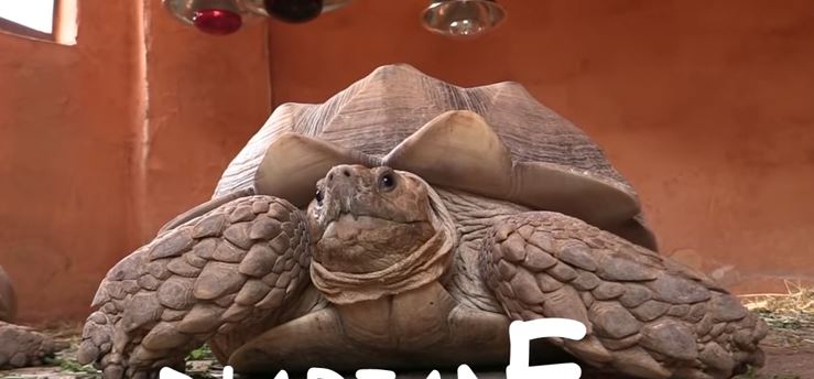 Vidéo-Croatie-France, le pronostic d’Ariane La tortue qui désigne le Vainqueur