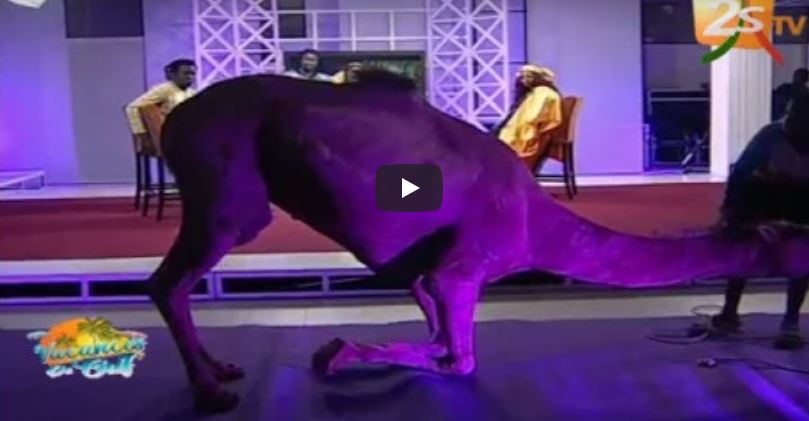 Vidéo : Les animateurs de la 2stv intègrent un chameau sur le plateau. Regardez !
