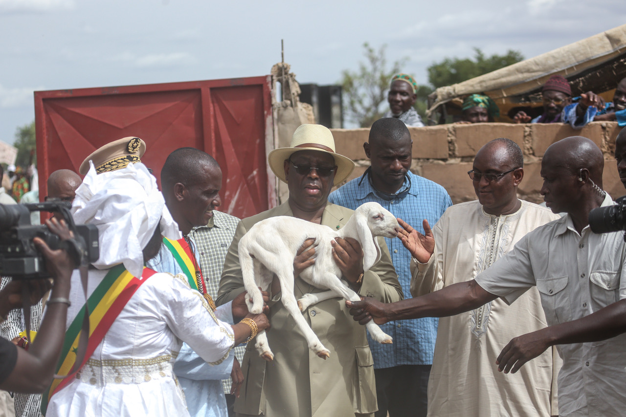 Intempéries – Macky Sall : « 22992 têtes de bétails perdues »