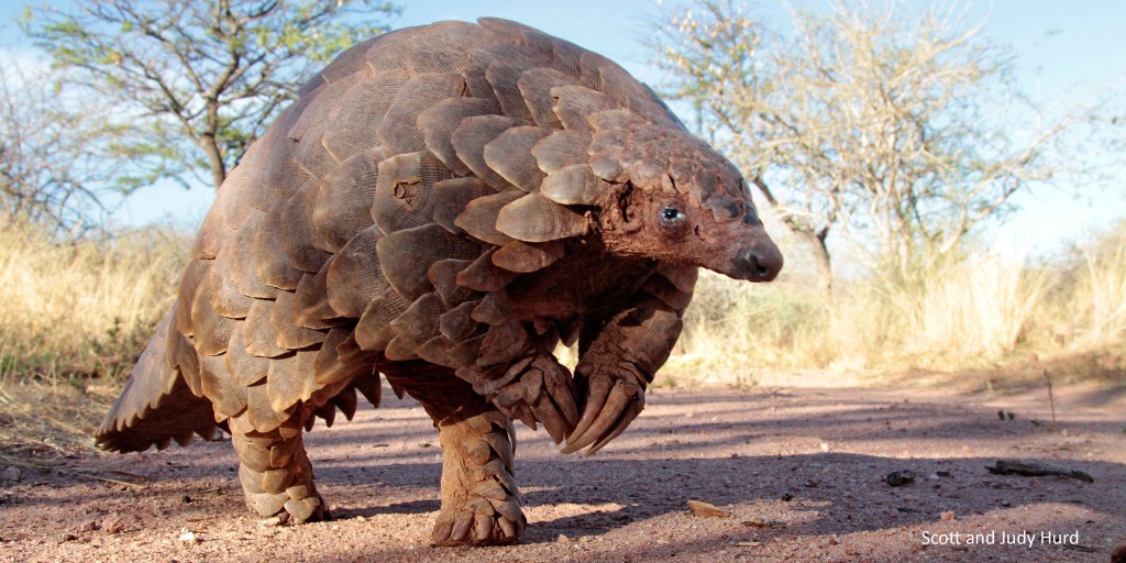 Espèces protégées en voie d’extinction : le pangolin chassé pour sa chair et ses écailles