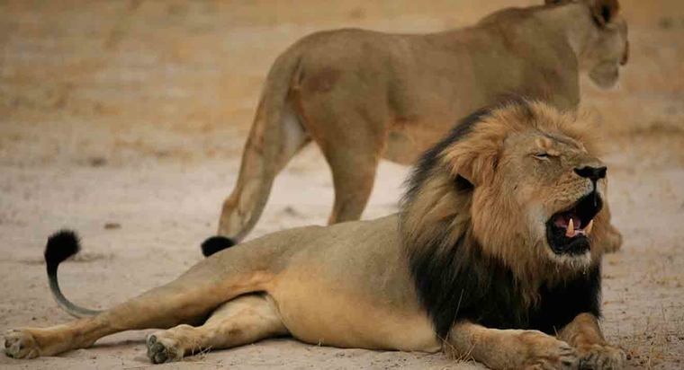 Trois braconniers dévorés par des lions en Afrique du Sud
