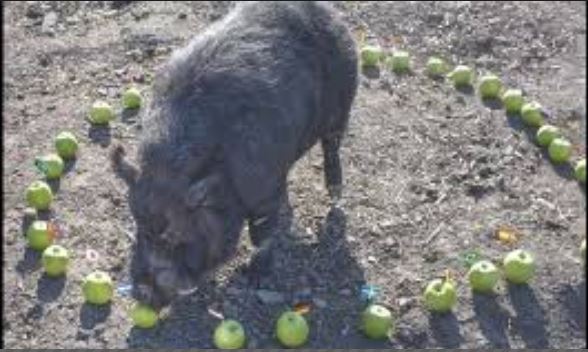 Le Cochon qui avait prédit la victoire de l’Angleterre contre la Croatie menacé…