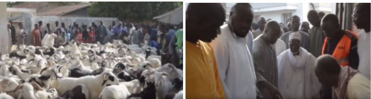 Arrêt sur images: 200 moutons offerts au Khalif général des Mourides