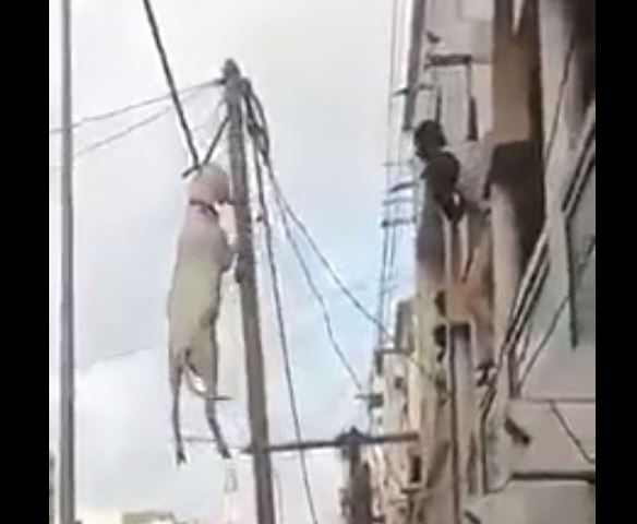(Vidéo)Incroyable: un mouton en chute, accroché par des fils électriques…