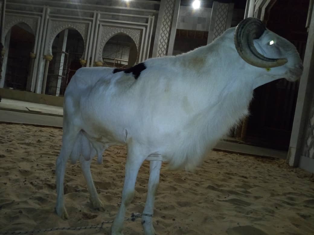 (5 photos) – Macky a aussi donné un mouton à l’imam de Massalikoul Jinan
