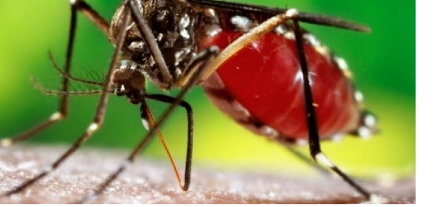 Epidémie de Dengue : Dagana enregistre 49 nouveaux cas, Elèves et Etudiants touchés