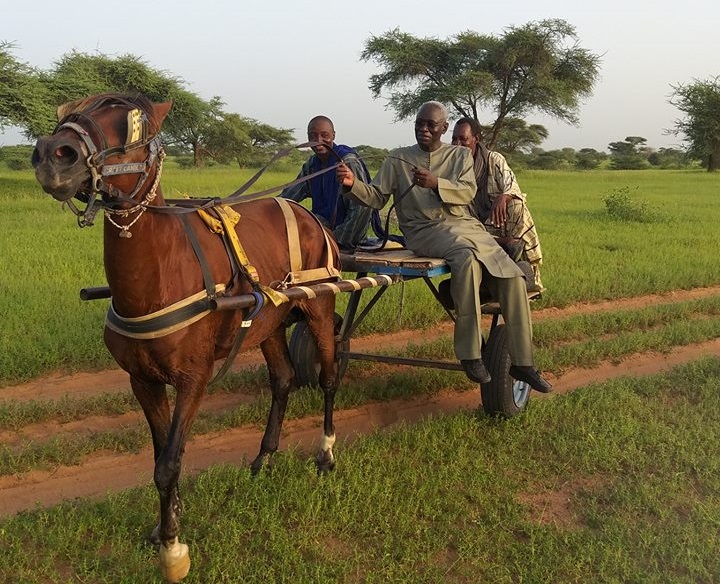 Arrêt sur image – L’ancien Ministre Habib Sy conduisant une charrette…