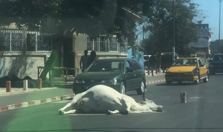 La dépouille d’une vache oubliée à Liberté 1 depuis hier