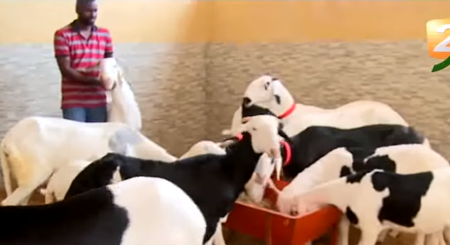 Vidéo: A la découverte de la bergerie Oryx-Des « ladoums » pur sang…