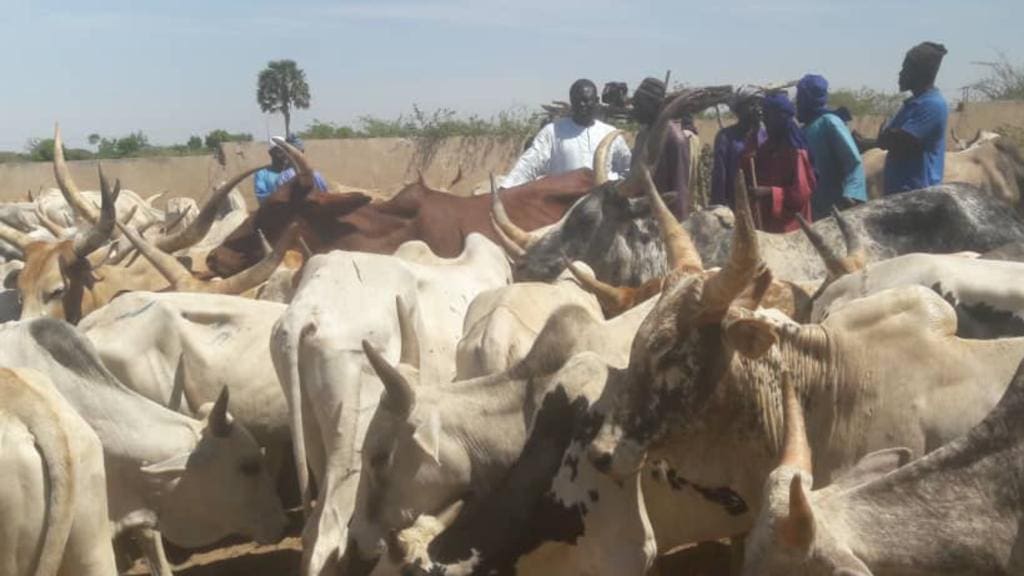 Gamou: des bœufs aux dignitaires, Abdoulaye Mountakha Niass perpétue la tradition