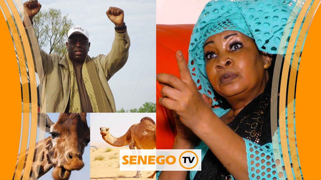 Selbé Ndom:  « Macky Sall sarakham girafe la ak chameau pour gagner… mako wakh… »