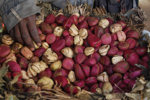 Une bonne nouvelle pour la famille Seck: Alkayri pour…