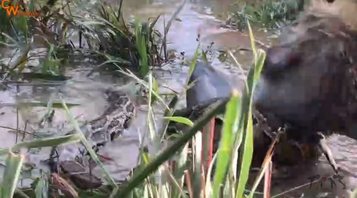 Vidéo : Incroyable combat entre un serpent géant et un singe. Regardez !