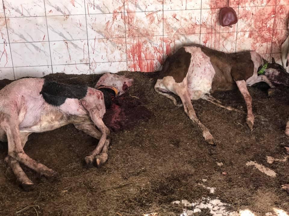Sénégal: 2 Pitbulls déciment un troupeau de mouton (photos et vidéo )