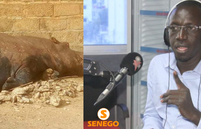 Audio – Hippopotame tué à Kédougou : La colère noire de Abdoulaye Cissé
