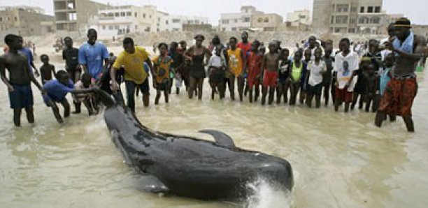 Hann : La baleine qui s’était échouée remise à l’eau avec succès