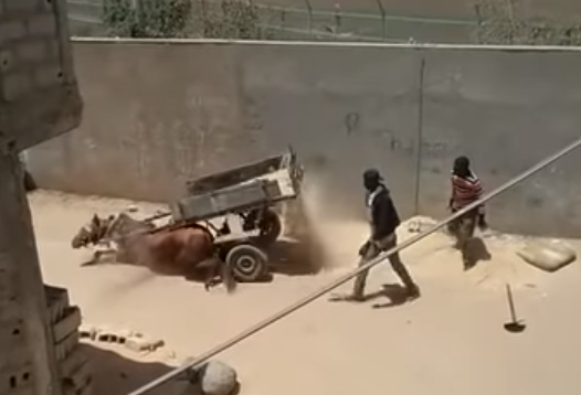 Ce charretier maltraite son cheval comme pas possible ( vidéo)