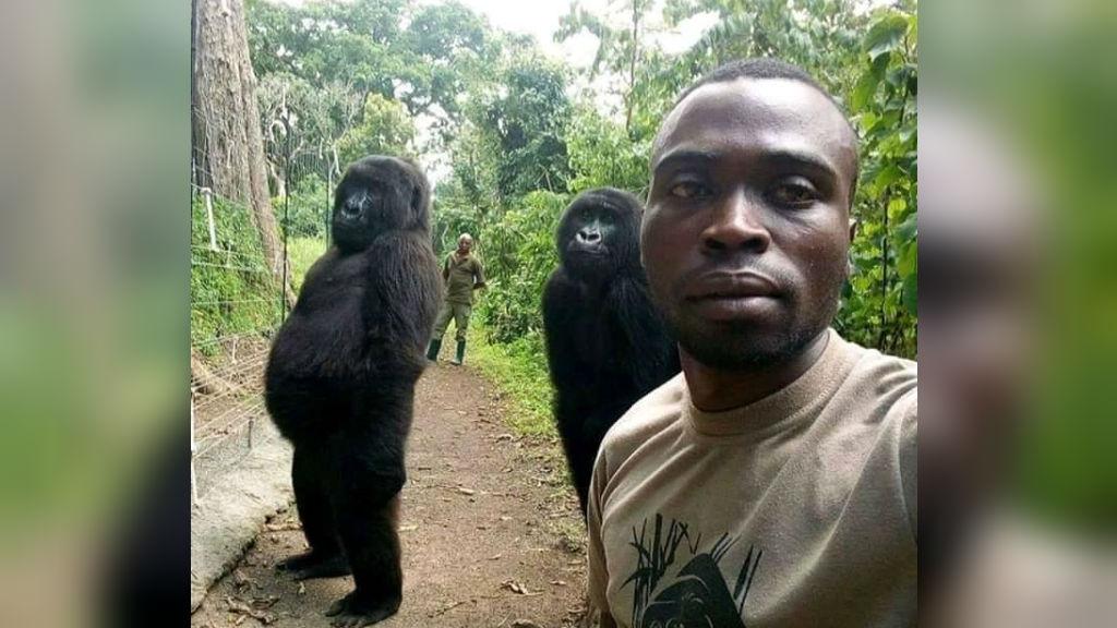 Ce selfie d’un garde forestier congolais avec deux gorilles fait le tour web