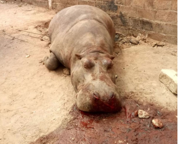 Hippopotame abattu à Kédougou:  la carence des autorités Sénégalaises révélée