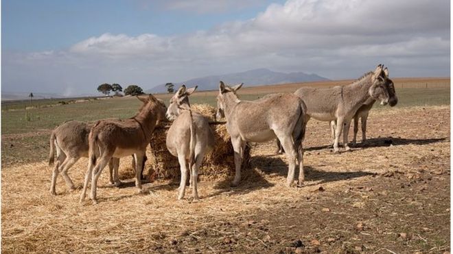 Kaffrine : Une grippe tue 782 ânes sur 6 937 cas