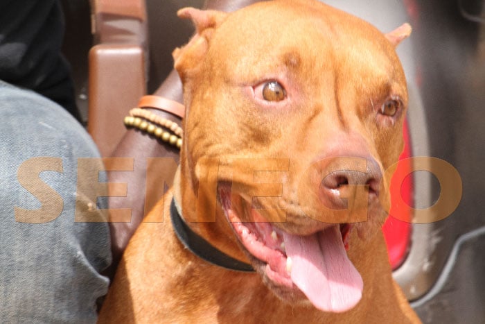 Pitbull à Pikine : Le procès renvoyé…