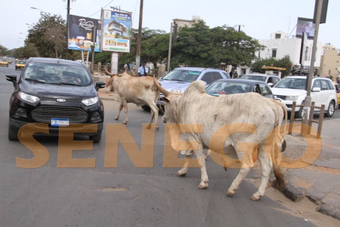 (10 photos) – Insécurité routière : Les vaches réclament leur portion de bitume …