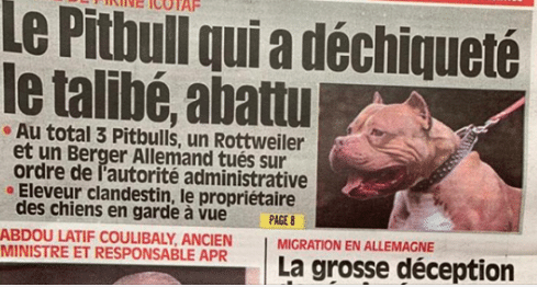 Pitbull abattu : le préfet de Pikine dément l’information…