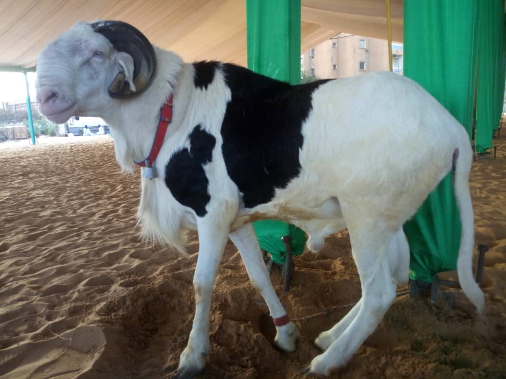 2 1 - Tabaski : Le prÃÂ©sident offre un joli mouton ÃÂ  l'imam de Massalikoul Djinane