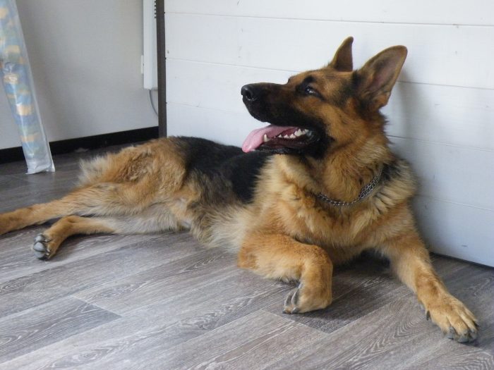 Amputée des mains et des jambes à cause de la salive de son chien