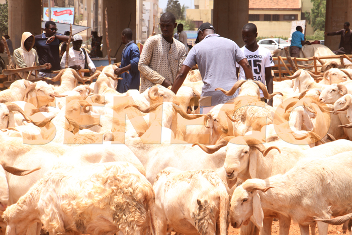 Tabaski 2020: « 800 mille moutons attendus au Sénégal », ministère de l’Elevage