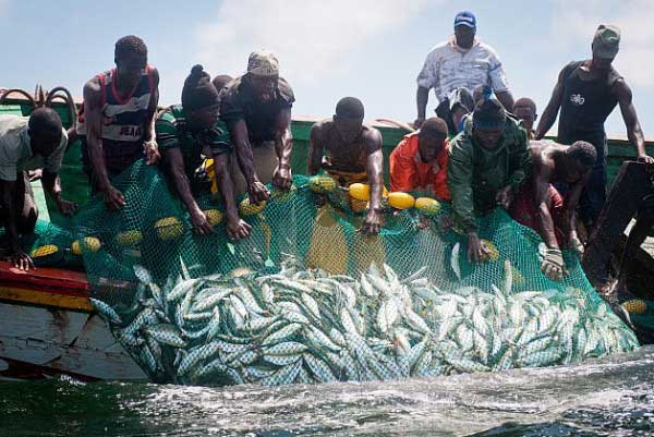 Sécurité alimentaire : Les impacts négatifs de la farine de poisson