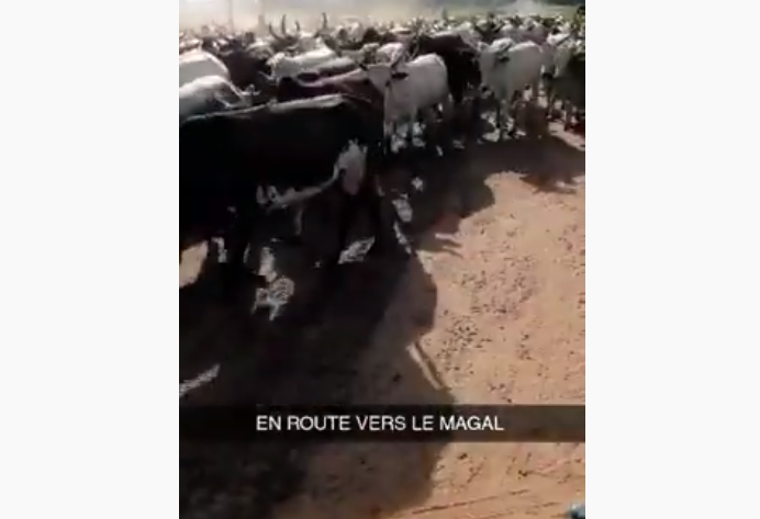 Magal : Le Khalife de Cheikh Béthio convoie ses bœufs à Touba (Vidéo)