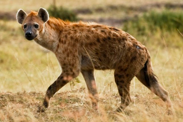 Une hyène sème la panique à Porokhane