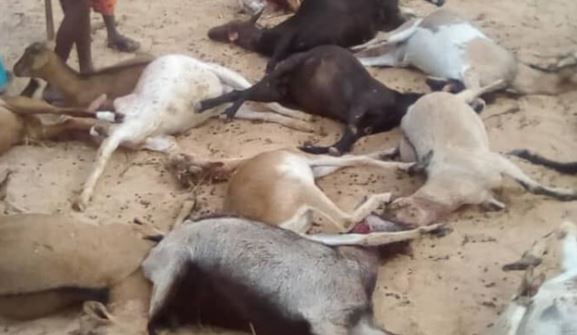Louga : 23 chèvres dévorées par des chiens, dont un pitbull (photo)