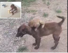 Ce chien sauve un bébé singe et l’emmène à la police…(vidéo)