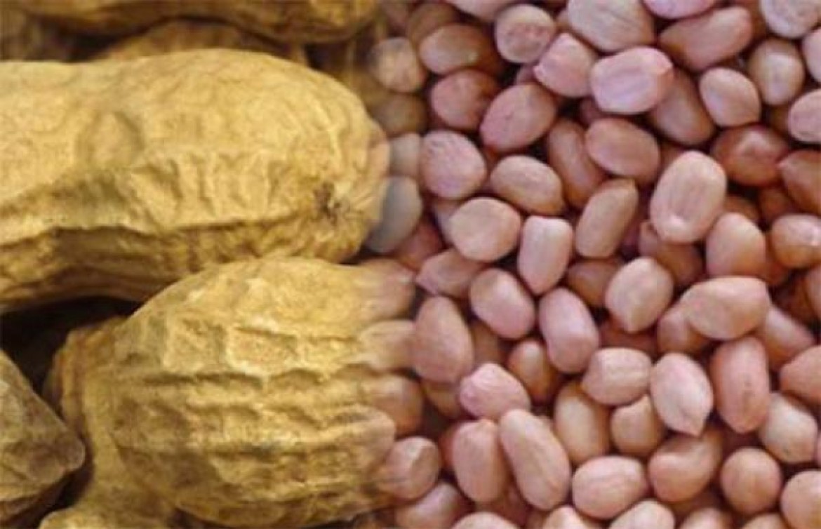 Kaffrine : Timide commercialisation de l’arachide