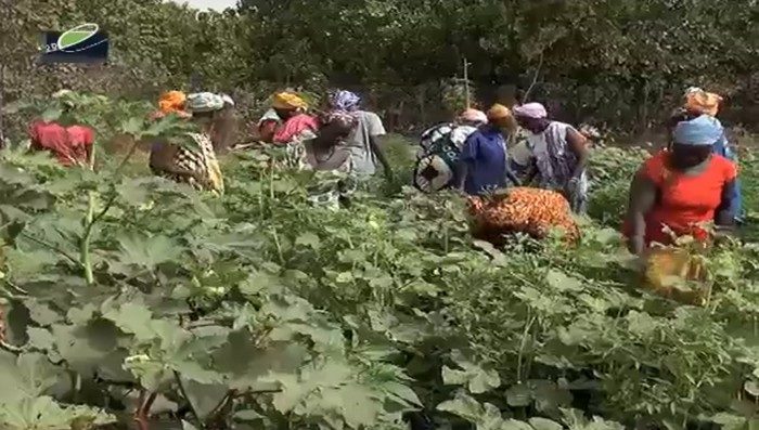 Transition agro-écologique : La Dytaes trace l’avenir agricole du Sénégal…