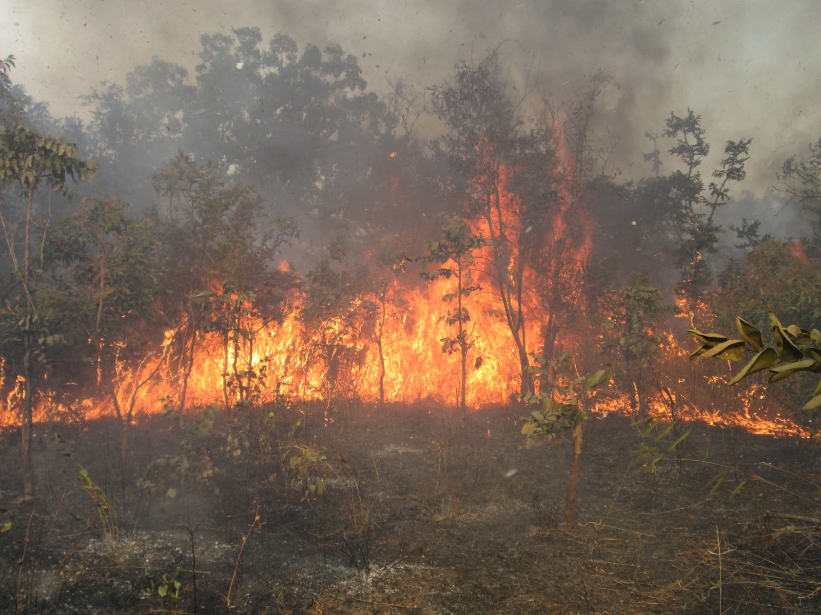 Mbadianéne: Un incendie ravage des concessions et des récoltes