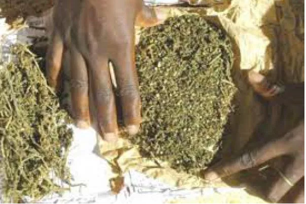 Trafic de drogue : 10 Kg de chanvre indien saisis à Kaffrine