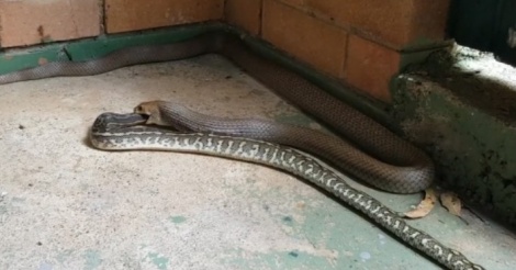 Insécurité aux Impôts et Domaines : Des serpents venimeux menacent les inspecteurs