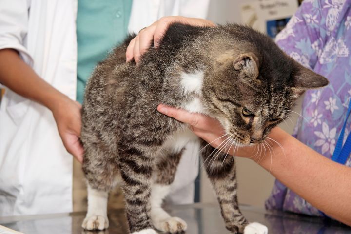Rien n’atteste pour l’instant que les animaux domestiques transmettent le coronavirus