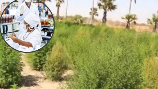 Remède Covid-Organics: L’Artemisia est cultivée au Sénégal..(vidéo)