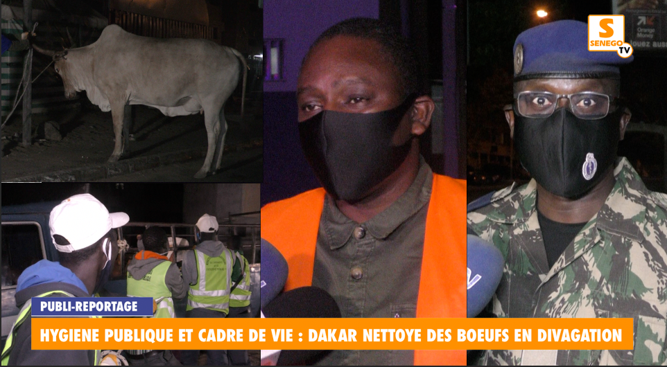 Senego TV – Hygiène publique et cadre de vie : Dakar nettoyée des boeufs en divagation