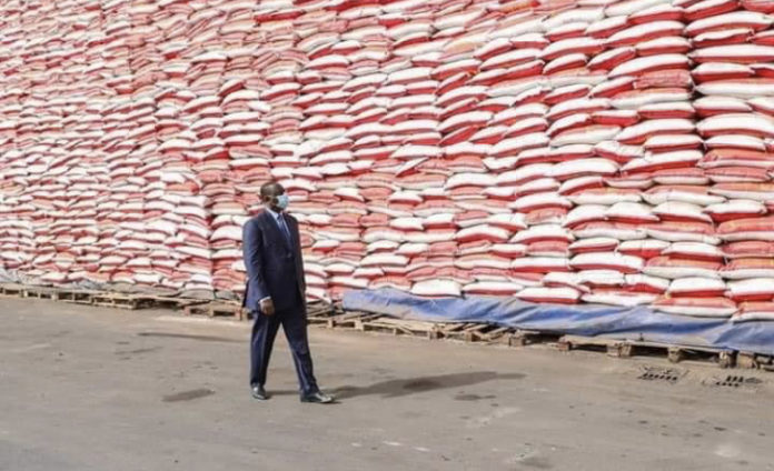 Autosuffisance en riz : Le Sénégal face à un gap de 300.000 tonnes